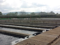 Peşte proaspăt pentru sărbători - crap, fitofag, amur width=