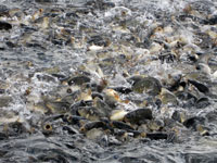 Peşte proaspăt pentru sărbători - crap, fitofag, amur